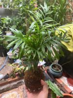 cau-tieu-tram-kokedama-5