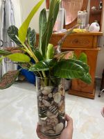 chau-thuy-sinh-mix-3
