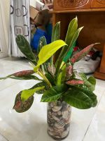 chau-thuy-sinh-mix-5