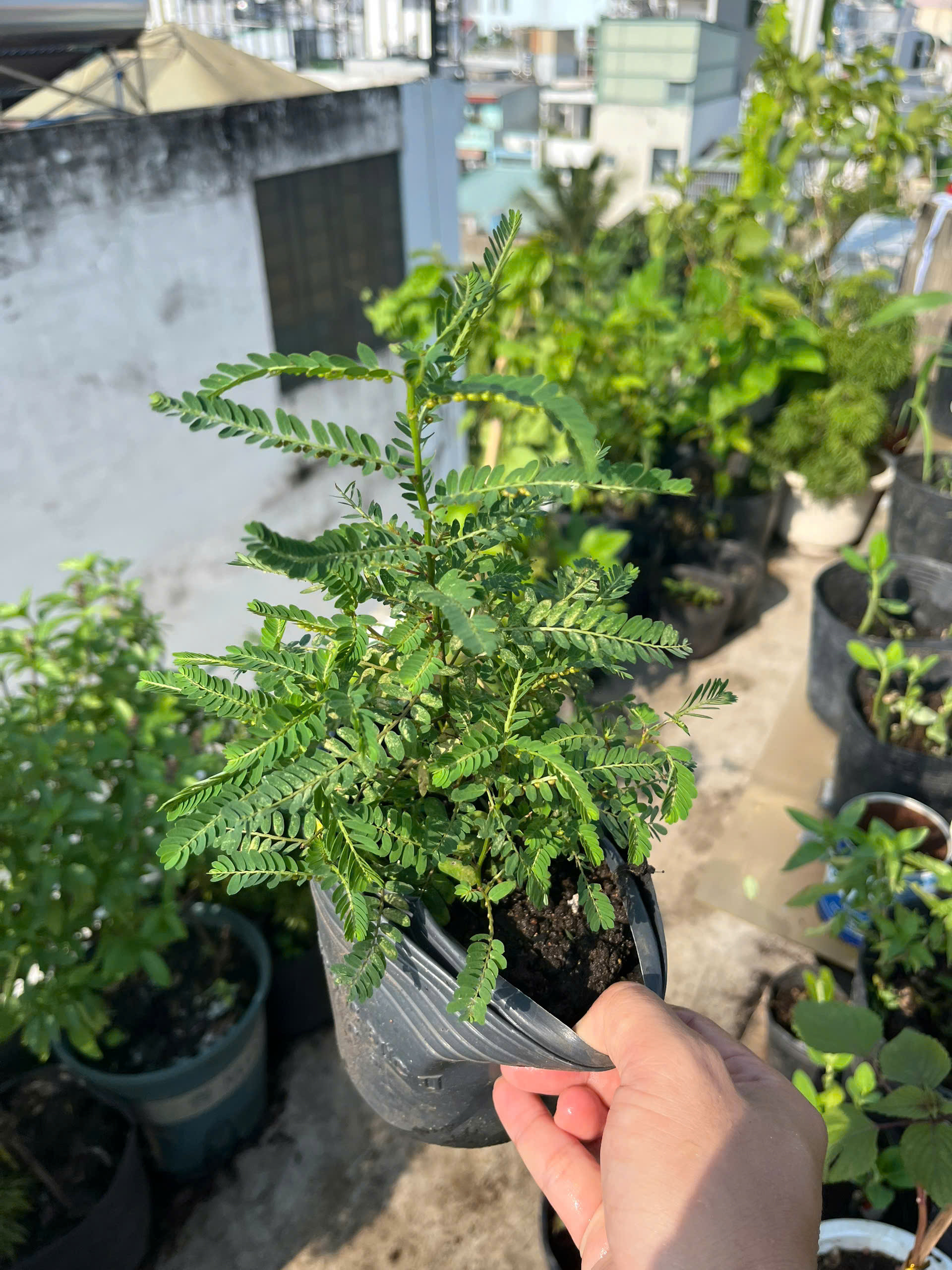 cho-de-4