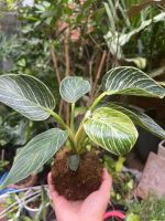 de-vuong-soc-kokedama-1
