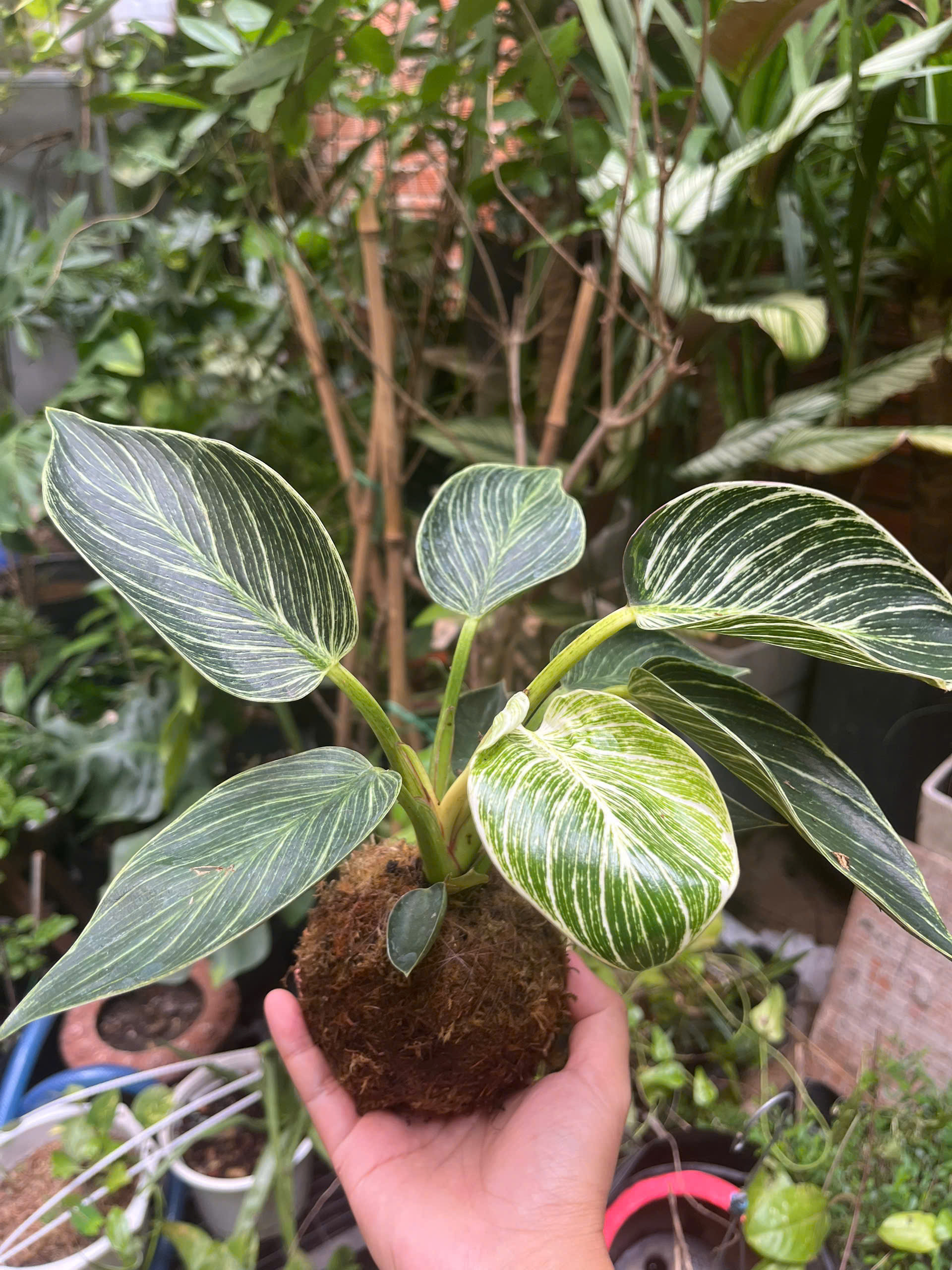 de-vuong-soc-kokedama-2