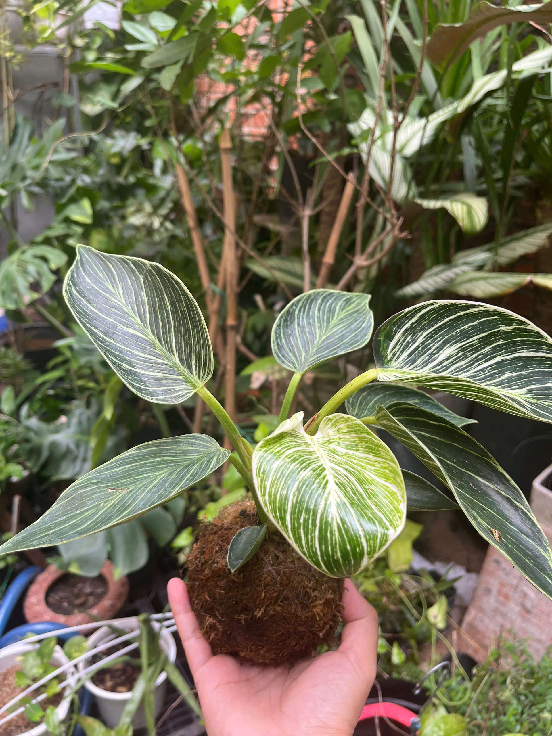 de-vuong-soc-kokedama-3