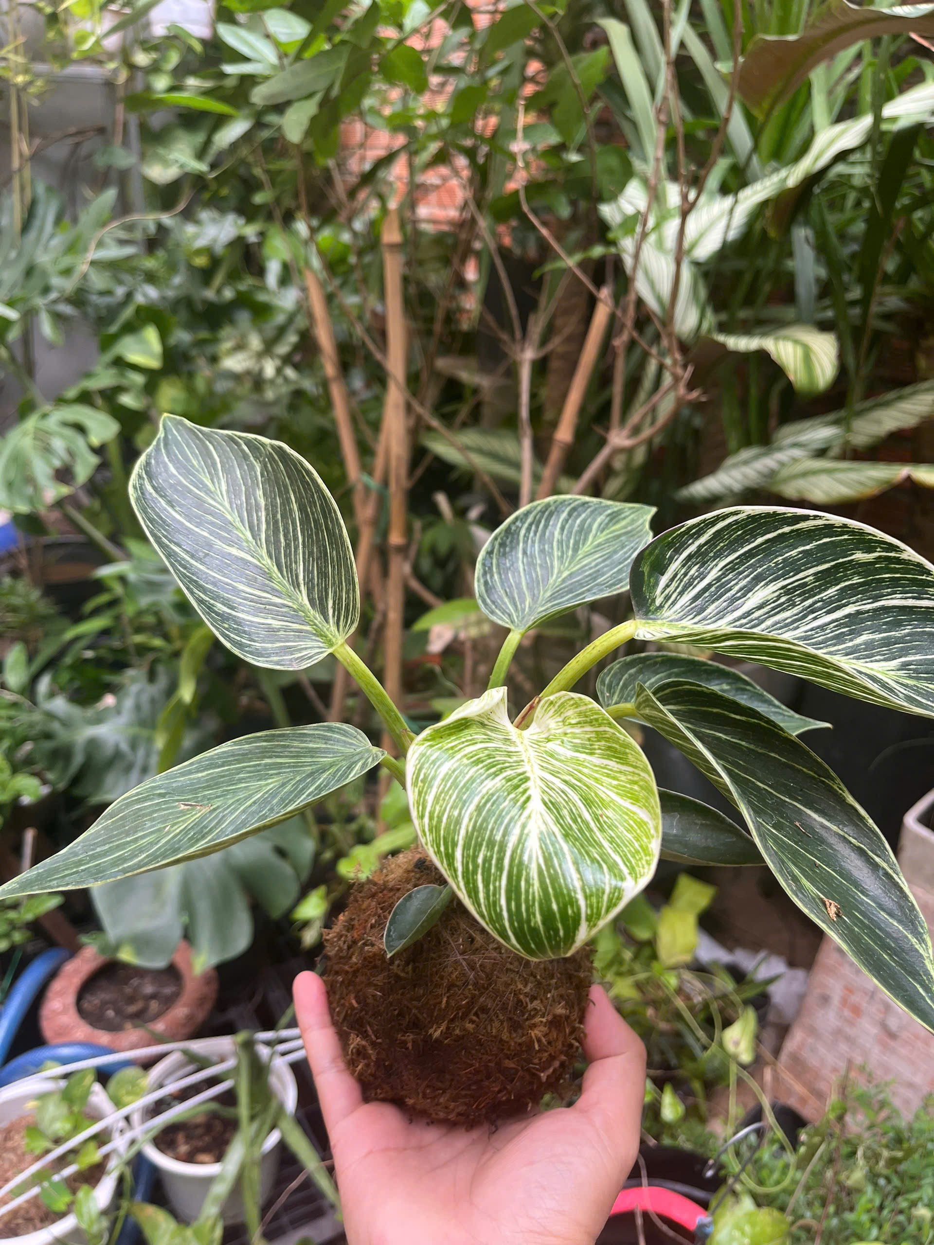 de-vuong-soc-kokedama-4