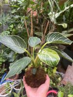 de-vuong-soc-kokedama-5