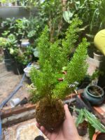 duoi-chon-kokedama-1