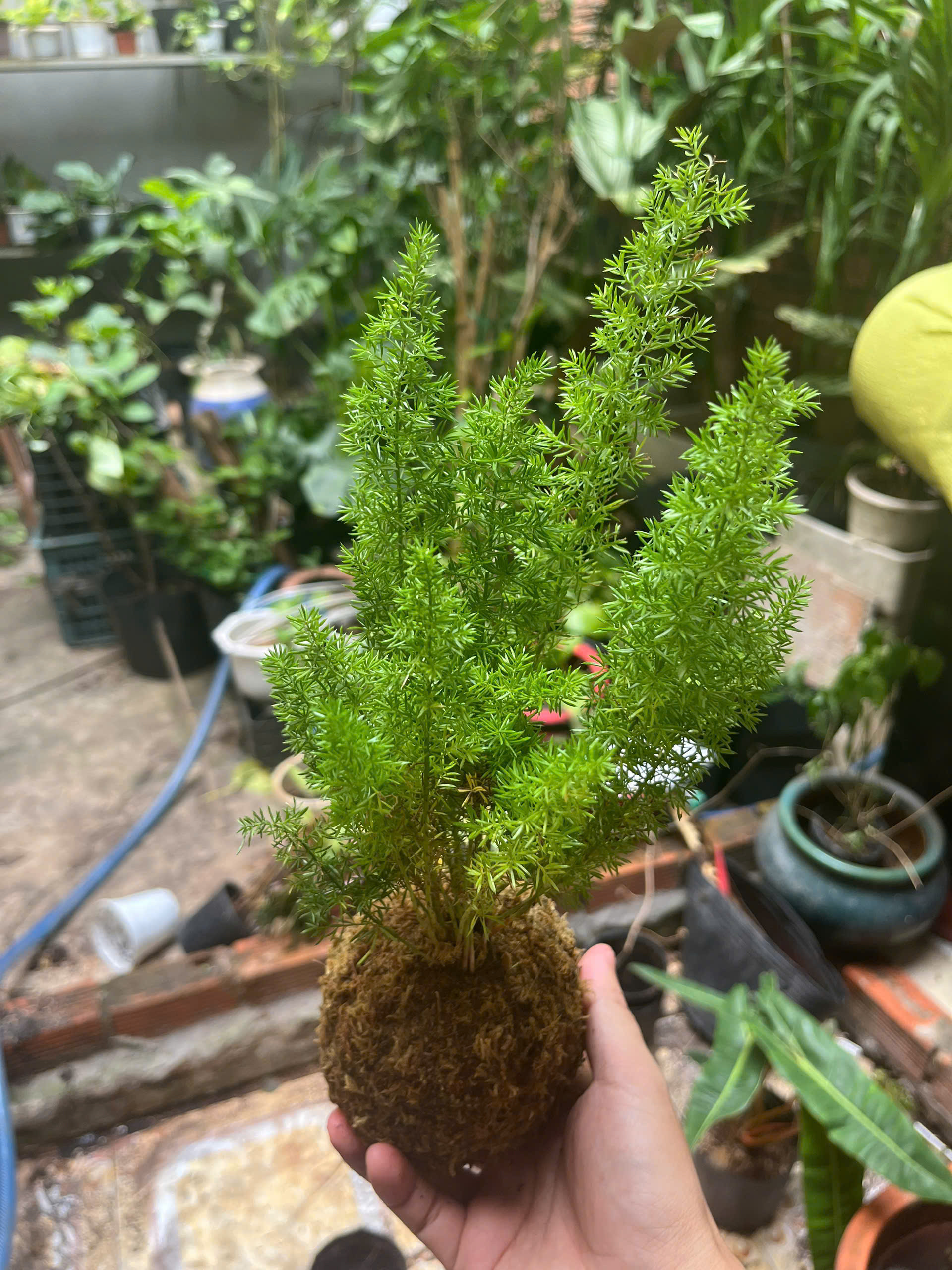 duoi-chon-kokedama-1