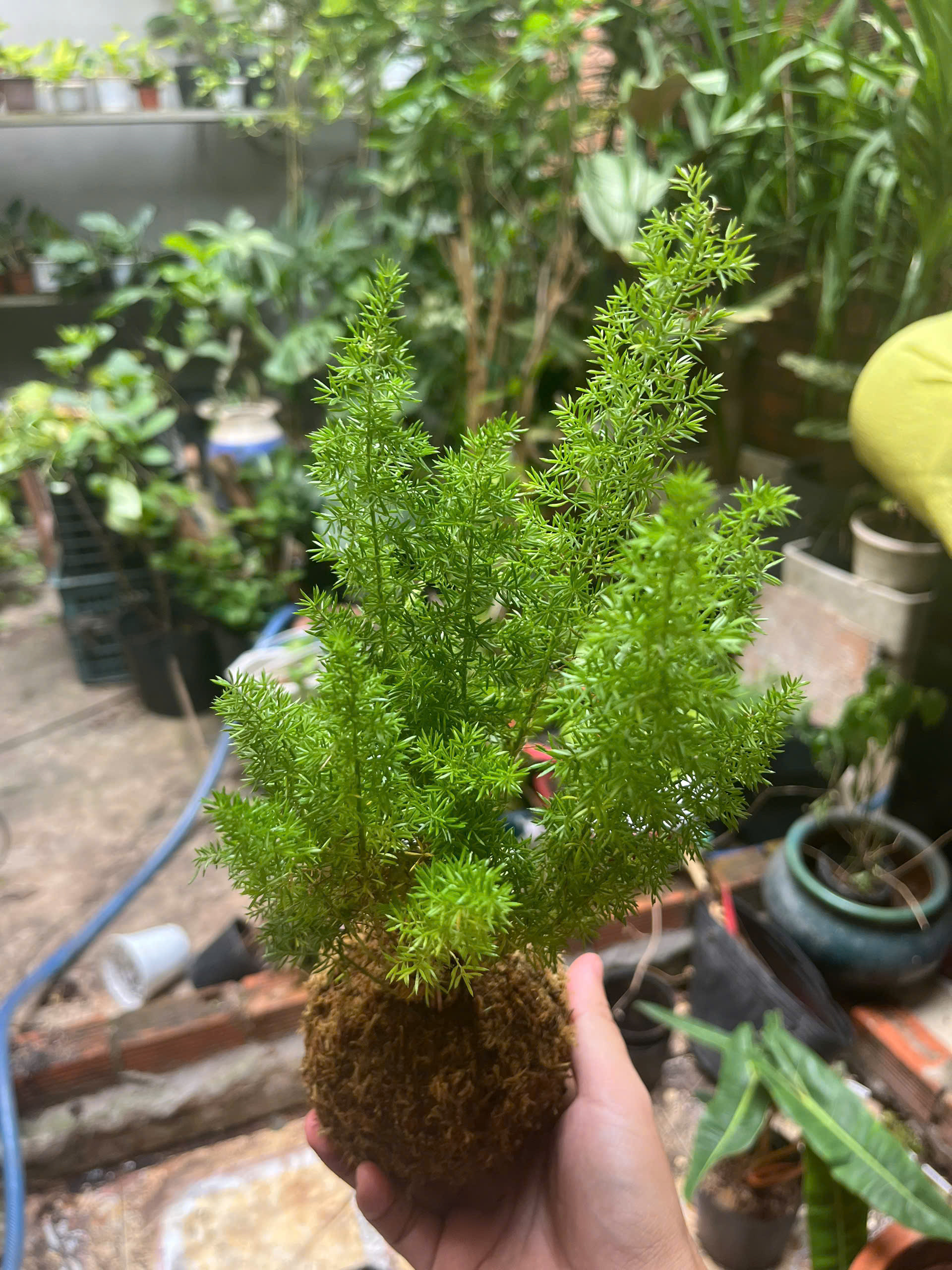 duoi-chon-kokedama-2