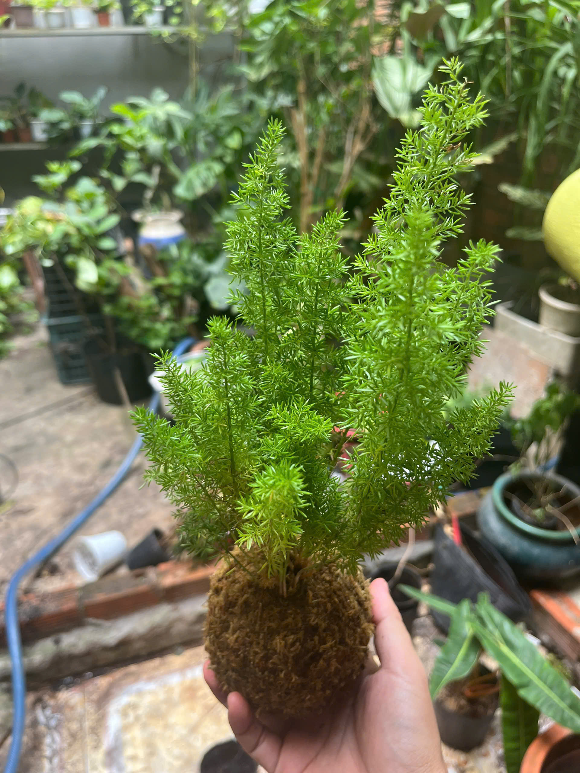 duoi-chon-kokedama-3