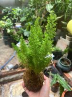 duoi-chon-kokedama-4