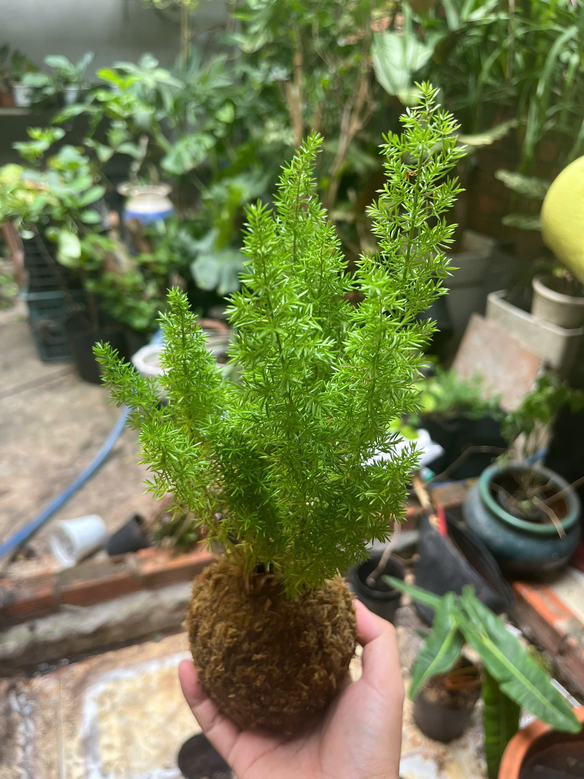 duoi-chon-kokedama-4