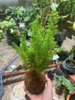 duoi-chon-kokedama-5