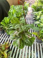 duoi-cong-xuong-ca-nho-1