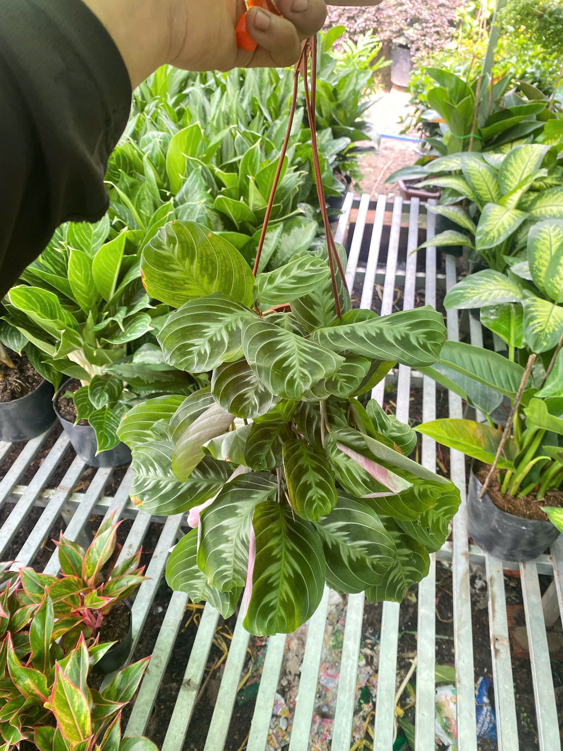 duoi-cong-xuong-ca-nho-1