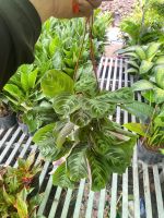 duoi-cong-xuong-ca-nho-3