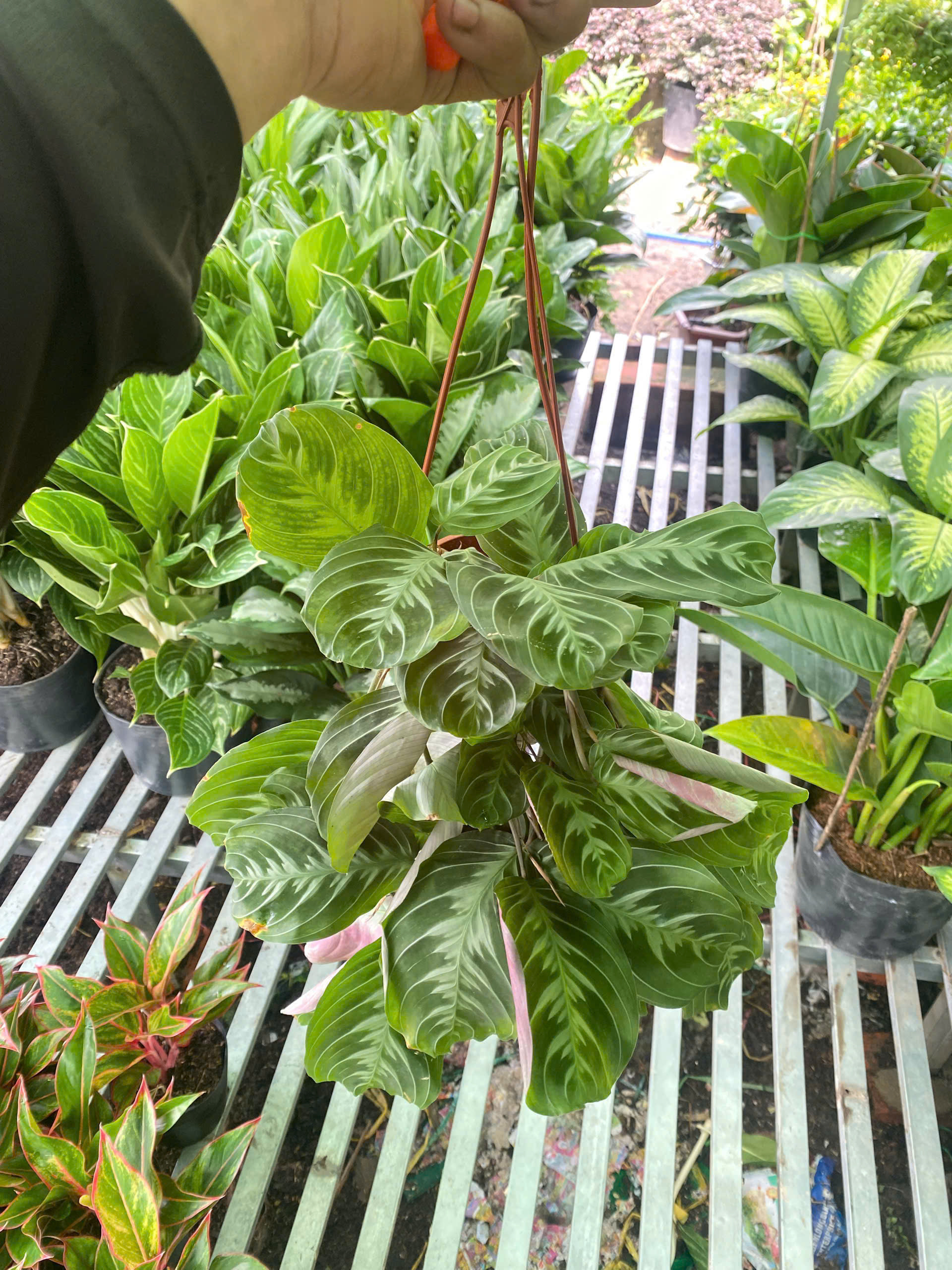 duoi-cong-xuong-ca-nho-3