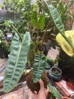 hac-cam-kokedama-1
