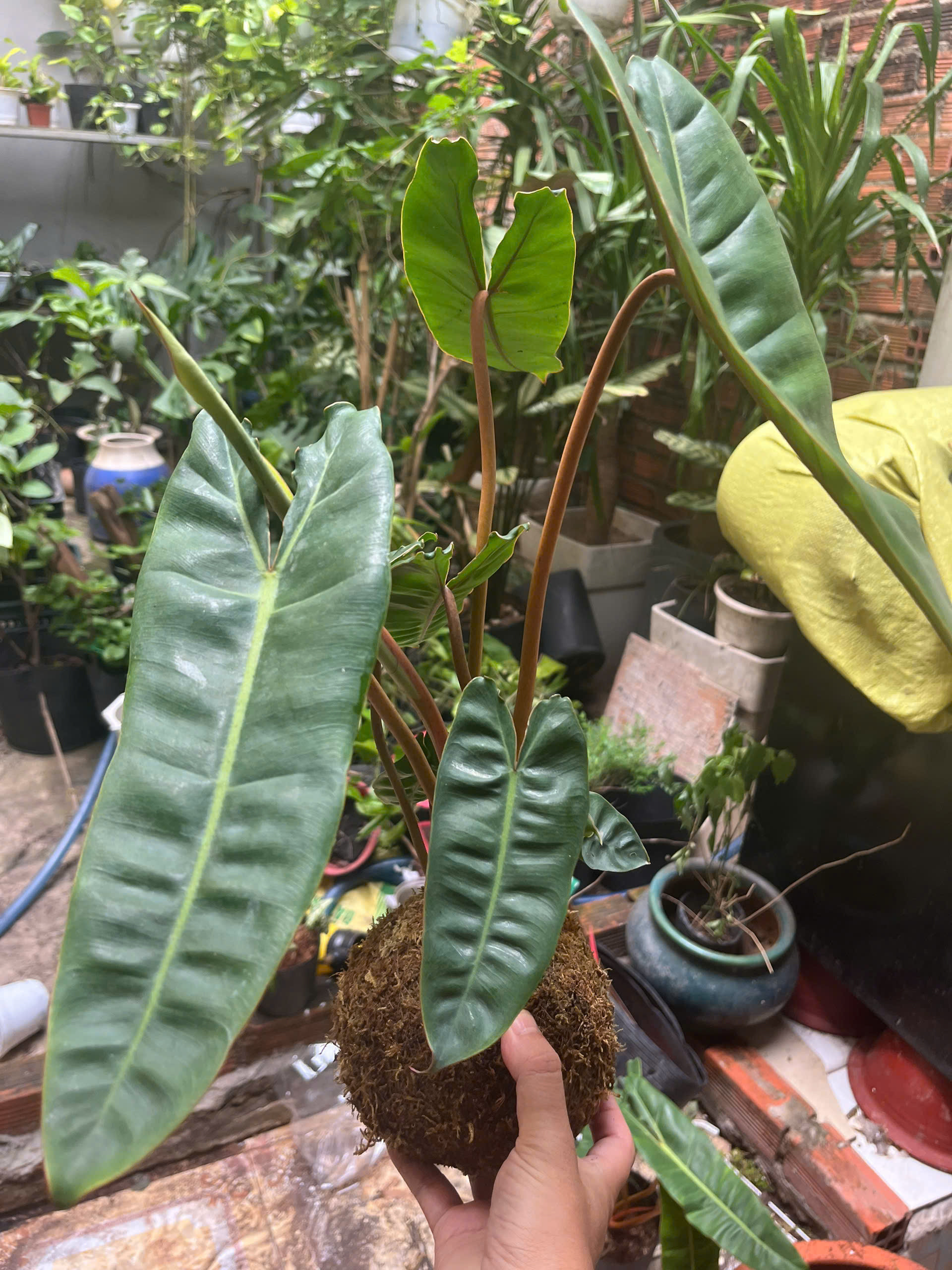 hac-cam-kokedama-1