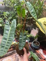 hac-cam-kokedama-2