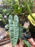 hac-cam-kokedama-3