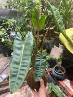 hac-cam-kokedama-4