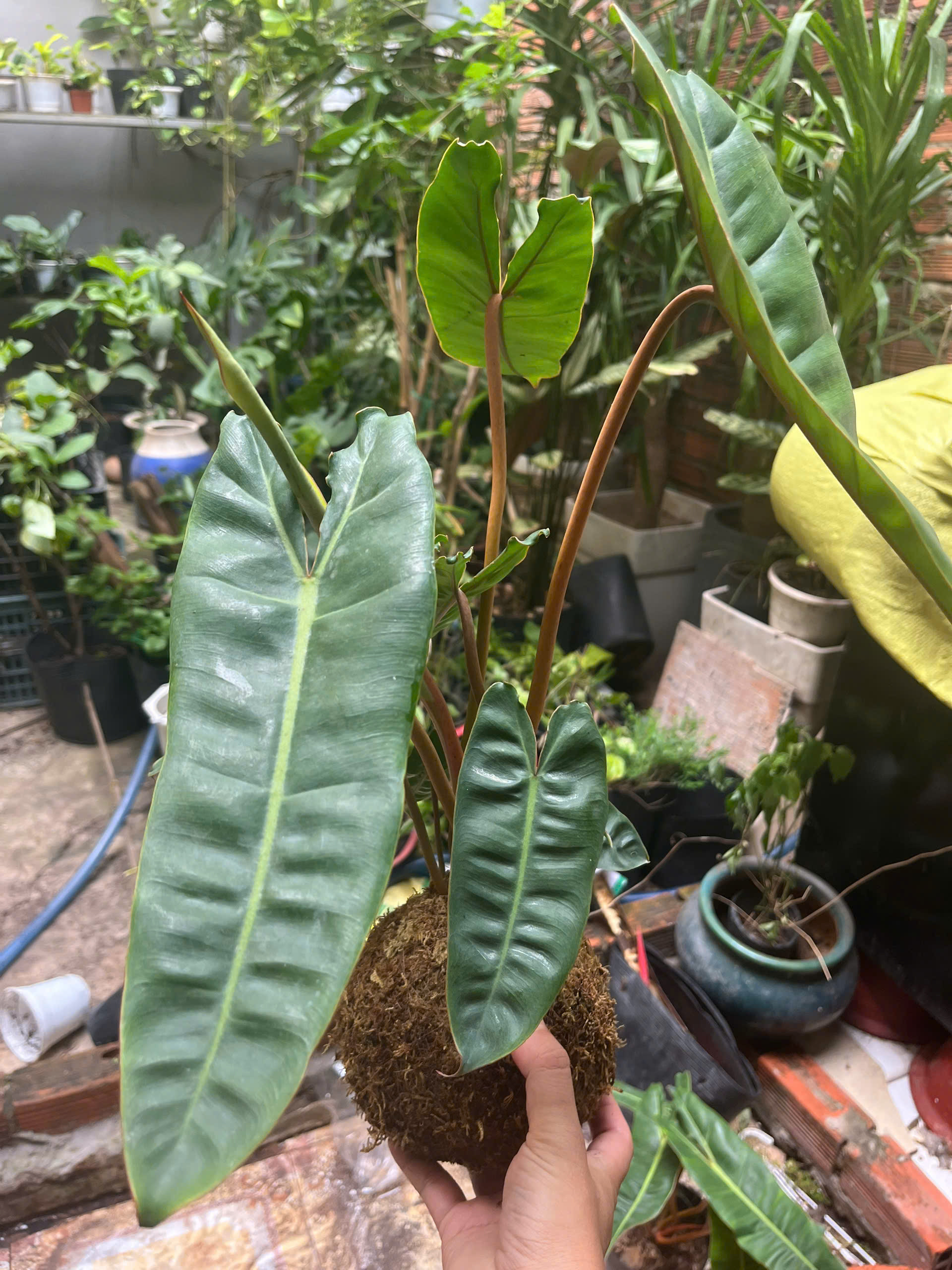 hac-cam-kokedama-4