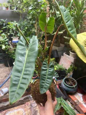 hac-cam-kokedama-5