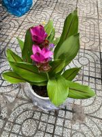 hoa-hue-hong-3
