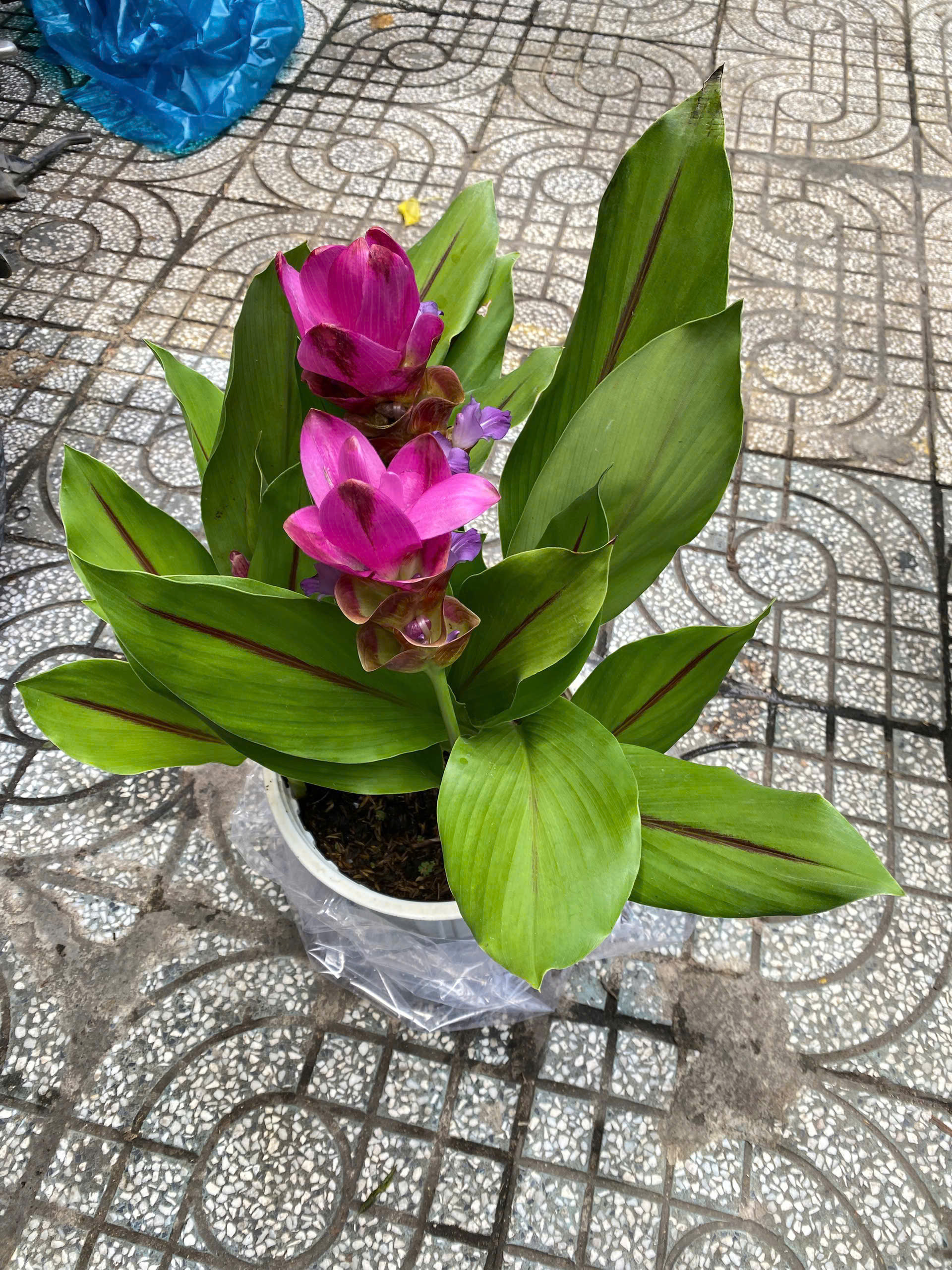 hoa-hue-hong-3