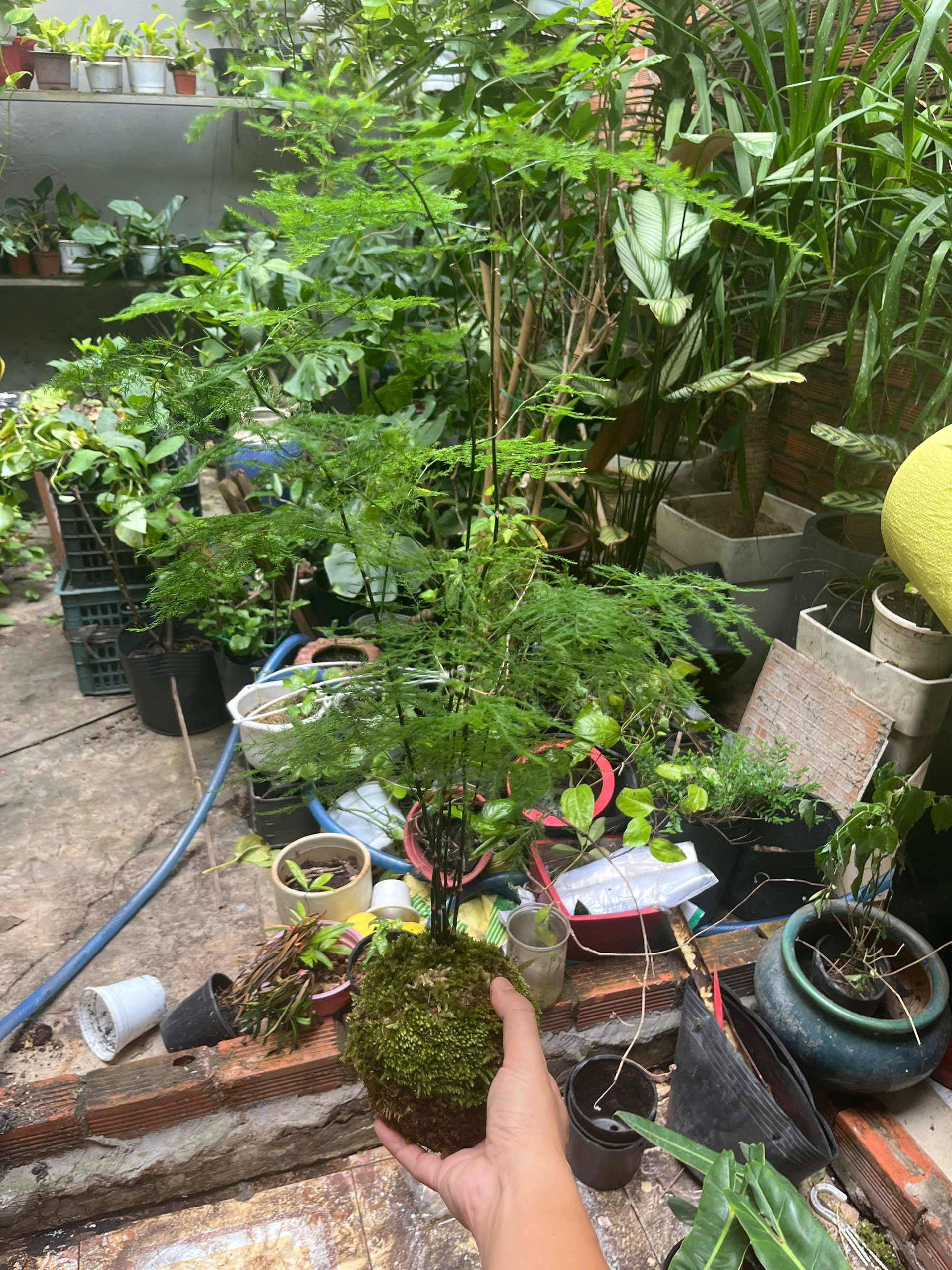 kim-thuy-tung-kokedama-1