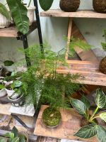 kim-thuy-tung-kokedama-2