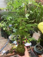 kim-thuy-tung-kokedama-4
