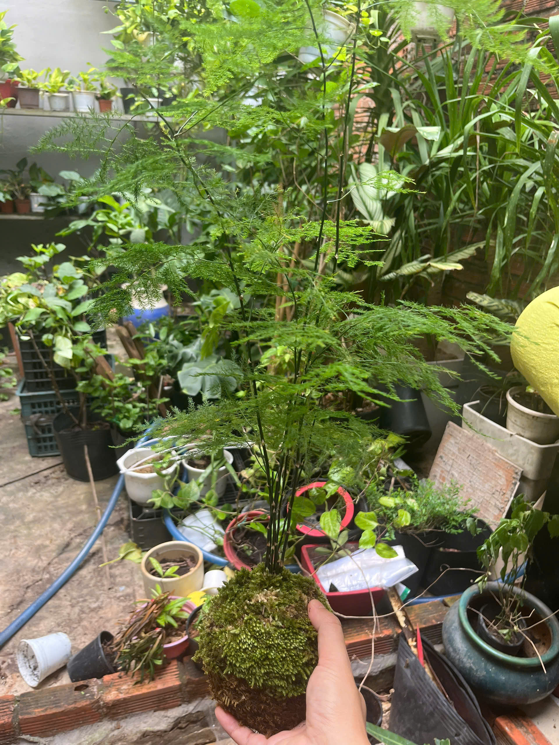 kim-thuy-tung-kokedama-5