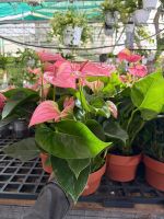 mon-hong-thuy-sinh-11-1