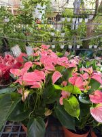 mon-hong-thuy-sinh-11-4