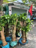 thiet-moc-lan-goc-sieu-gia-1