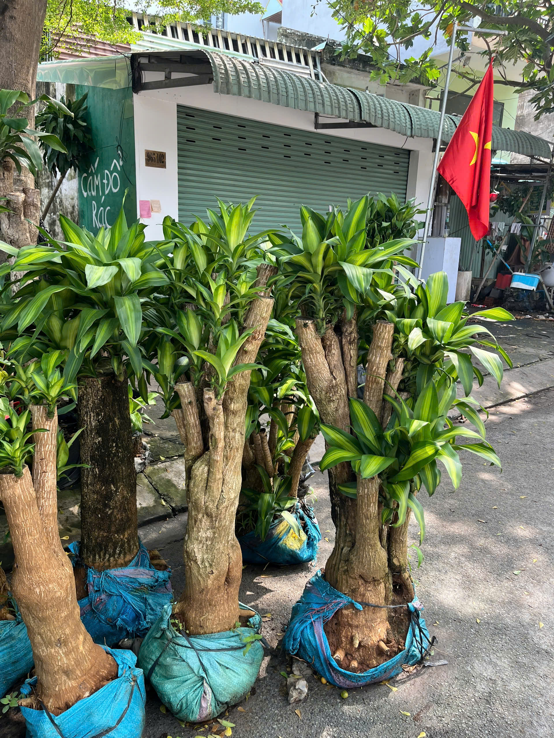 thiet-moc-lan-goc-sieu-gia-1