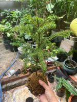 tung-bong-lai-kokedama-1