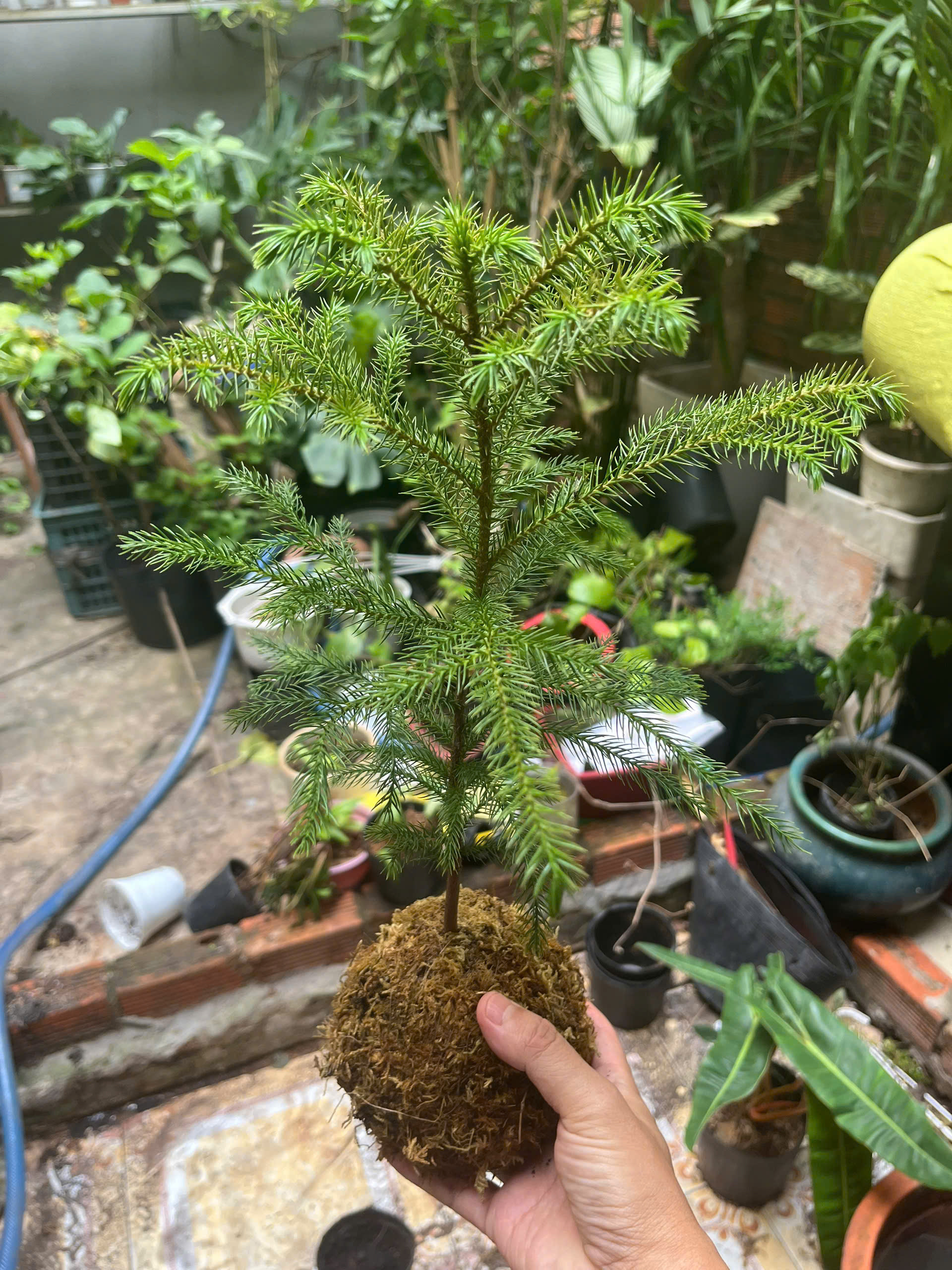 tung-bong-lai-kokedama-1