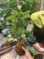 tung-bong-lai-kokedama-2