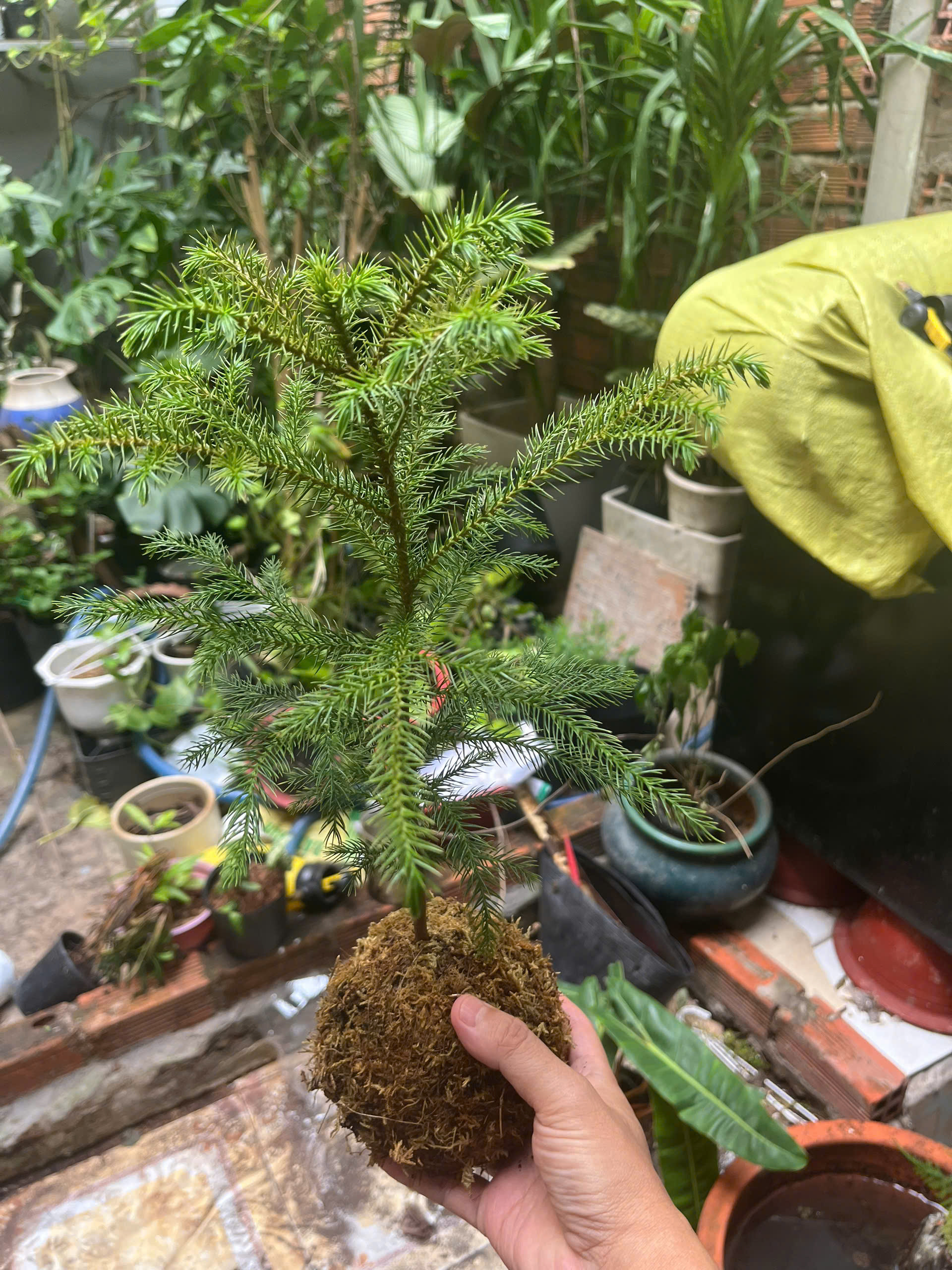 tung-bong-lai-kokedama-3