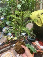 tung-bong-lai-kokedama-4