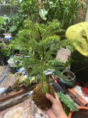 tung-bong-lai-kokedama-5