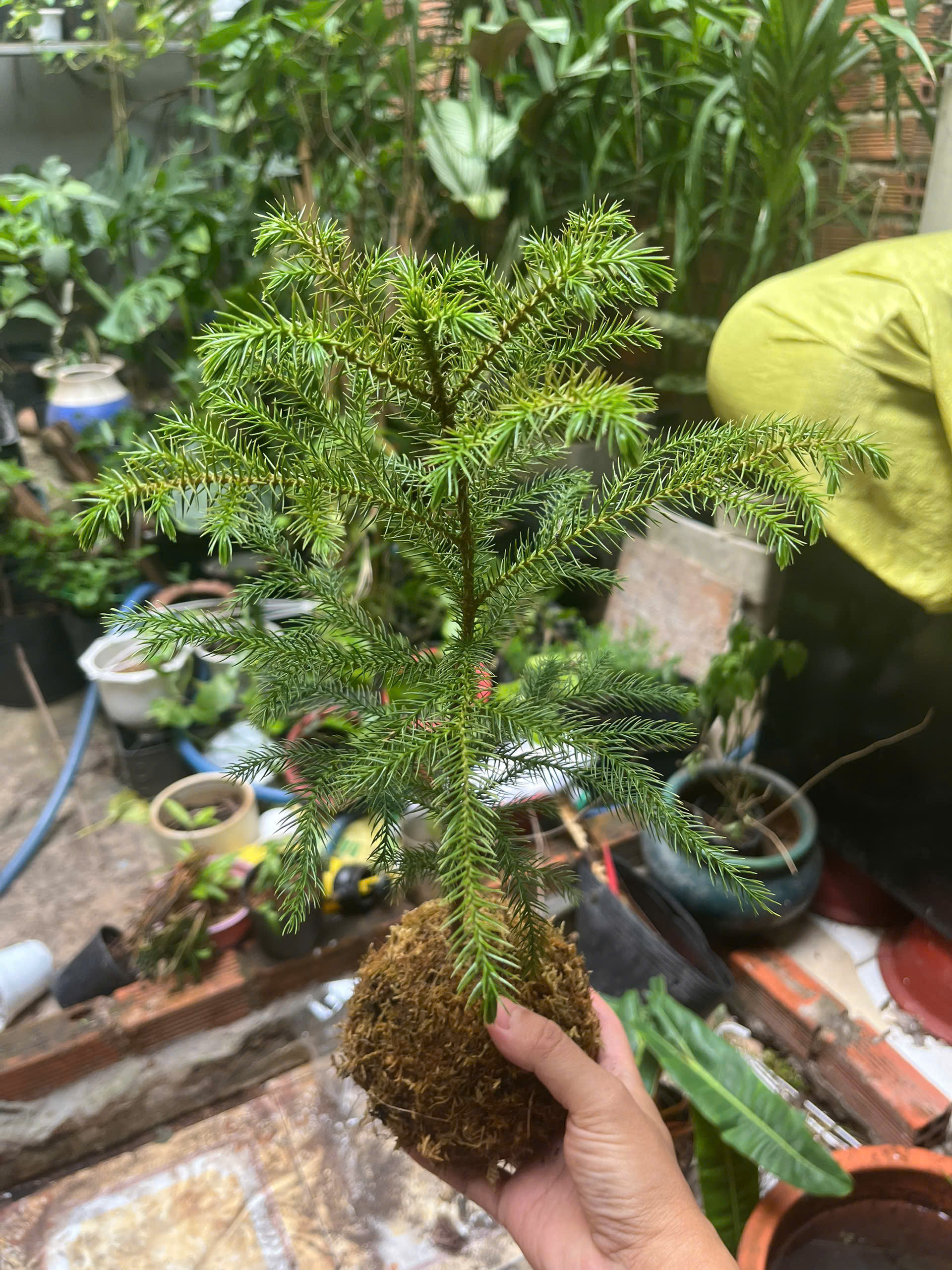 tung-bong-lai-kokedama-5