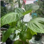 vn-11134201-81ztc-mtiwyyutb4e84d