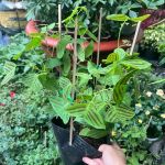 vn-11134201-81ztc-mtkwo9m3u51cce