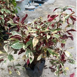 vn-11134201-81ztc-mtm9xrhxk937c7