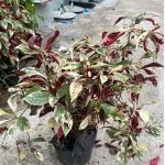 vn-11134201-81ztc-mtm9xrhxk937c7