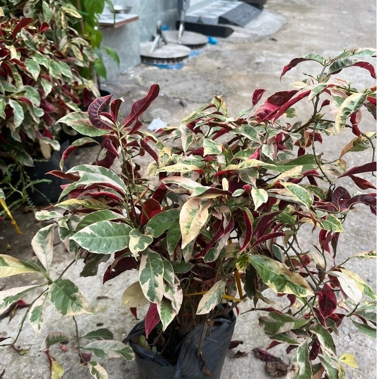 vn-11134201-81ztc-mtm9xrlo3j7r5d