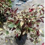 vn-11134201-81ztc-mtm9xs2kqxhe23